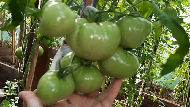 Томат Мишка косолапый розовый, завалит вас урожаем. Обзор томатов по сортам 7.8.21. смотреть онлайн