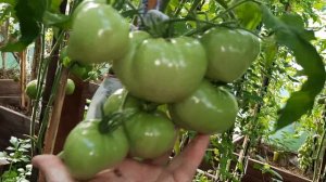 Томат Мишка косолапый розовый, завалит вас урожаем. Обзор томатов по сортам 7.8.21.