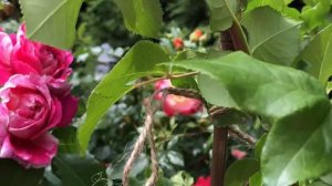 Роза (Инес Састр) Meilland Франция, 2010