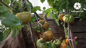 Сибирь. Обзор и дегустация томатов Козула 74 и Козула 179.