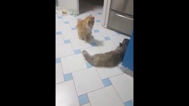 Вязка мейн кун Грейси и Каспера. Питомник кошек мейн кун_MisterCoon смотреть онлайн