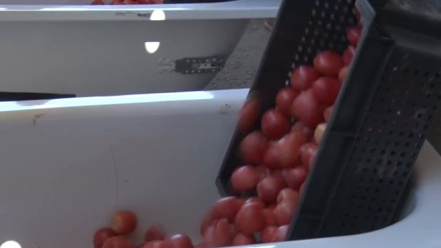 Уборка и переработка томата смотреть онлайн