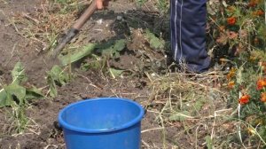 Картошка Лорх. Наш урожай