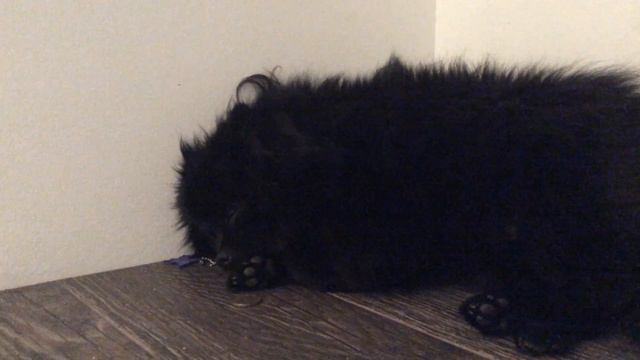 Шпиц Ежевика спит смотреть онлайн