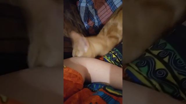 Отдам кота в хорошие руки смотреть онлайн