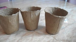 ФРЕЗИЯ махровая - на балкон или в грунт?