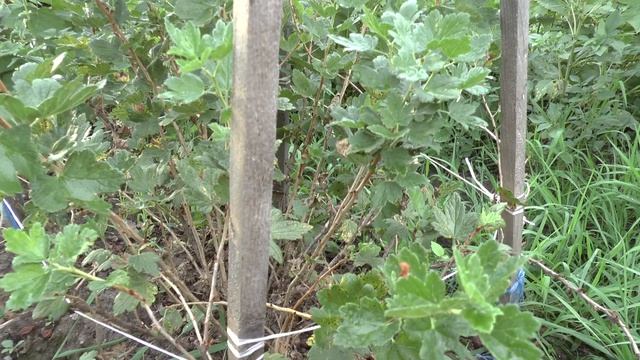 Крыжовник Пакс. Моя рекомендация. смотреть онлайн