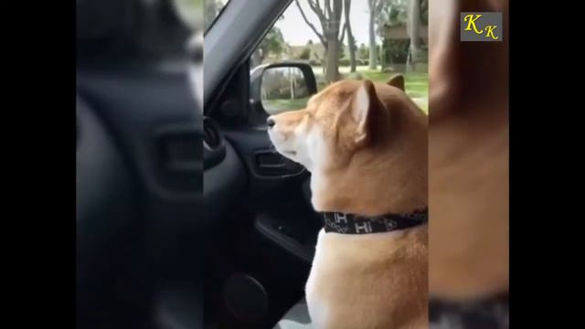 Забавные животные (часть 1) смотреть онлайн