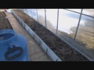 Борьба с кротами в теплице!