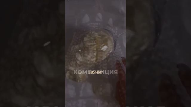 самые популярные духи Эссенс ? #баккара #эссенс #духиназаказ #подарок #менюнакаждыйдень смотреть онлайн