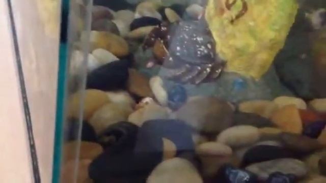 My dead Plecoptera смотреть онлайн