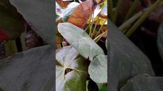 begonia gwede bangettt😍😍😍 смотреть онлайн