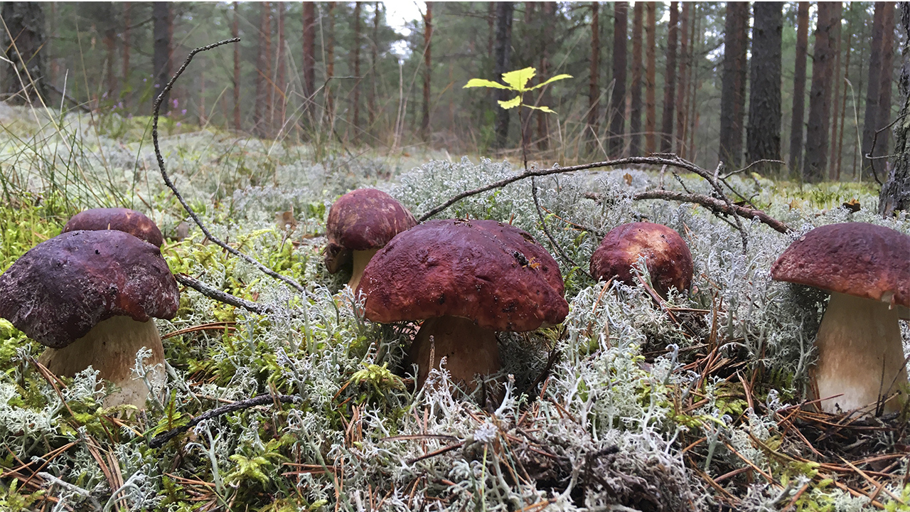ТИХАЯ ОХОТА НА БОРОВЫЕ БЕЛЫЕ В КОНЦЕ СЕНТЯБРЯ! ОСЕННИЕ БОРОВИКИ смотреть онлайн