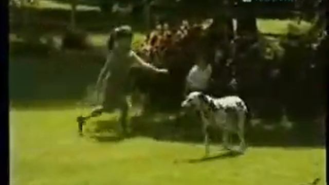 Далматинец