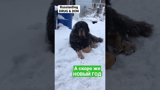 Скоро НОВЫЙ ГОД | РашенДог ДРУГ и ДОН