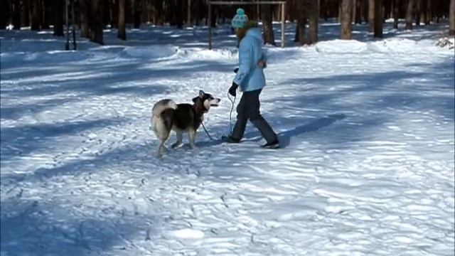 С чего начинается дрессировка смотреть онлайн