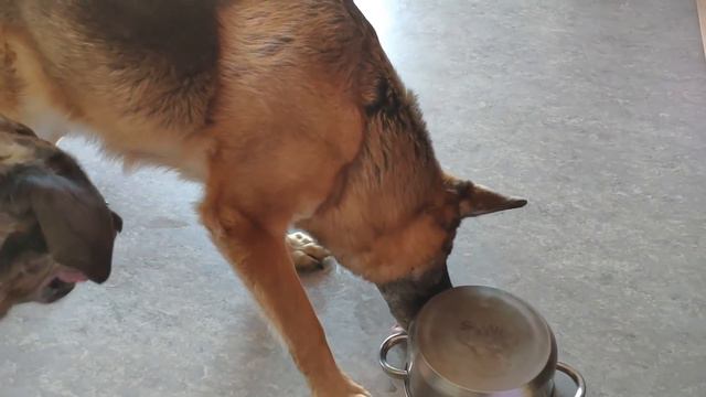 тайная жизнь моих животных смотреть онлайн