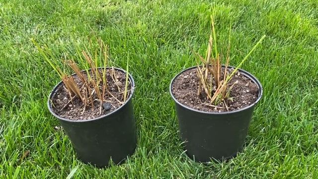 ОБЯЗАТЕЛЬНО ПОСАДИТЕ ЭТИ ЦВЕТЫ в АПРЕЛЕ ,чтобы СОЗДАТЬ ЯРКИЕ ЦВЕТОЧНЫЕ КОМПОЗИЦИЙ ОСЕНЬЮ. смотреть онлайн