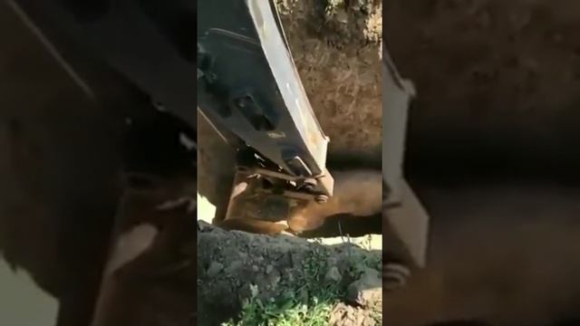 А где спасибо, свинья?