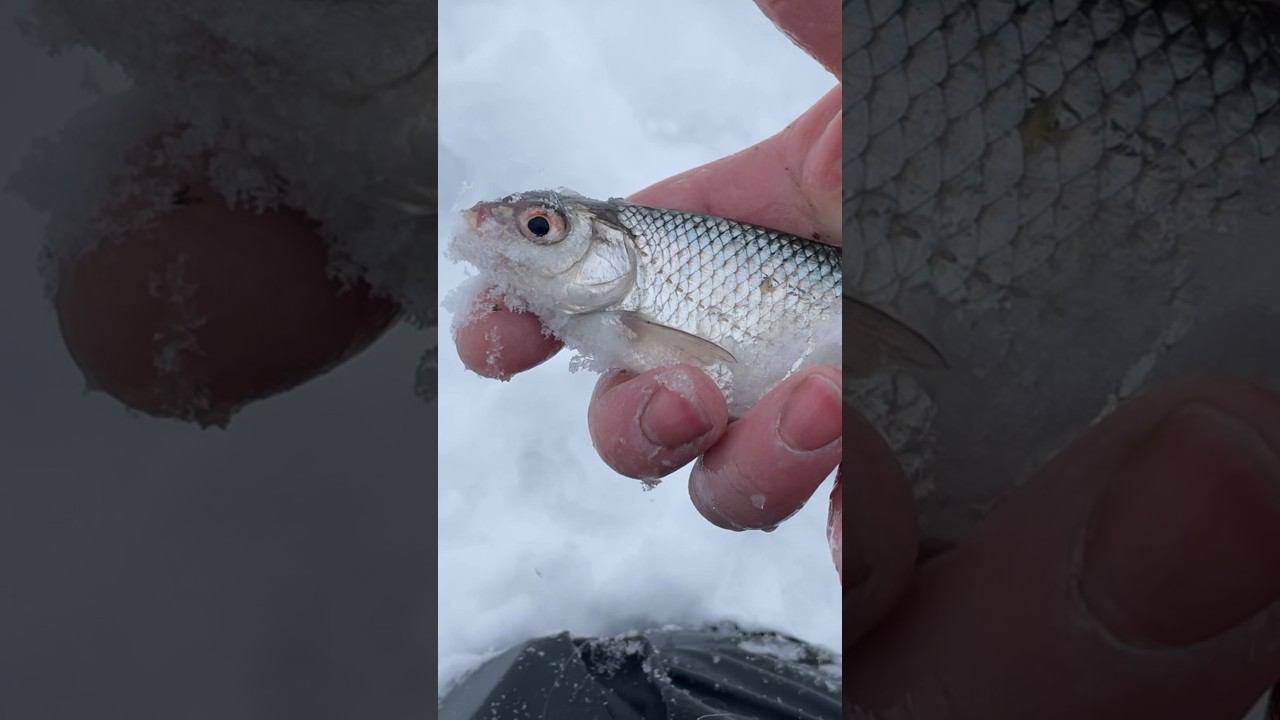 Первая поклёвка и сразу плотва #рыбалкакстово #первыйлёд #плотва #зимняяудочка смотреть онлайн