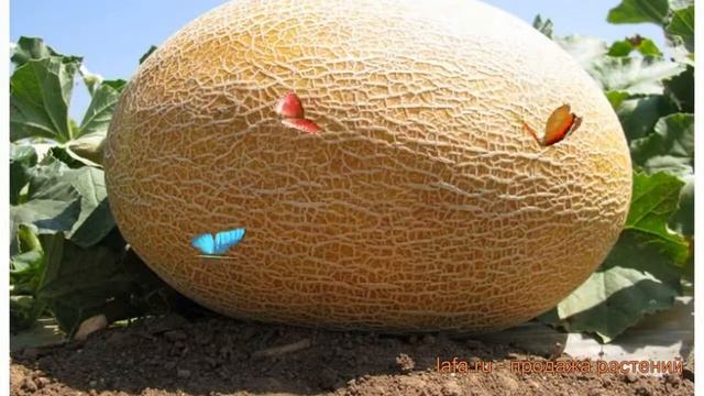 Дыня обыкновенная Фортуна (cucumis melo fortuna) ? Фортуна обзор: как сажать, семена дыни Фортуна смотреть онлайн