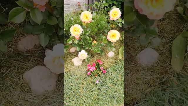 Розмари Харкнесс и Примадонна смотреть онлайн