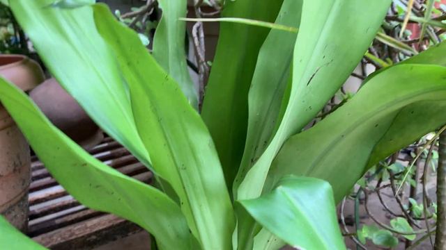 Dracaena Collection смотреть онлайн