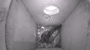 Как стрижи выводят птенцов в скворечнике