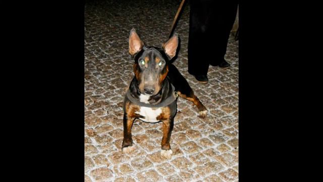 В память о Ларсюше. смотреть онлайн