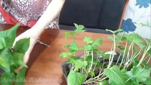 Как вырастить рассаду БАТАТА. Состав и полезные свойства. смотреть онлайн