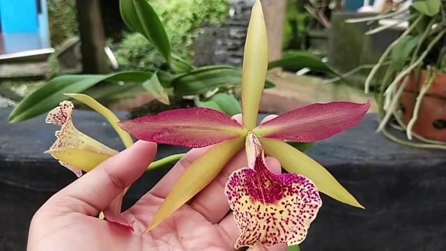 Cattleya Keowee 'Wings Of Fire' смотреть онлайн