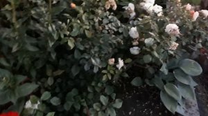 Цветет роза  Бафф  Бьюти.