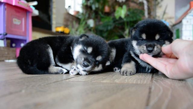 Сиба Ину Девочки смотреть онлайн