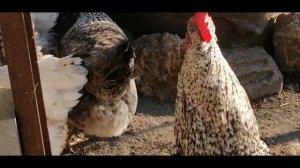 ??КАК ОТУЧИТЬ КУРИЦУ ОТ НАСИЖИВАНИЯ