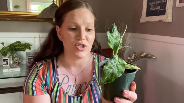 Aglaonema Pictum Tricolor Care Tips!