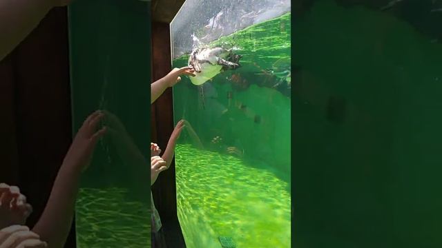 Пингвины летают под водой#animals#2023#зоопарк#пингвины смотреть онлайн