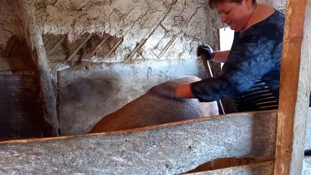 Дюркам скоро месяц /Старт как всегда на комбикорме пурина. смотреть онлайн