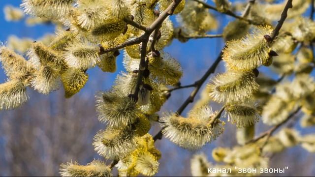 Николай Клюев стихотворение "Старуха" читает Ксения Звонарева смотреть онлайн