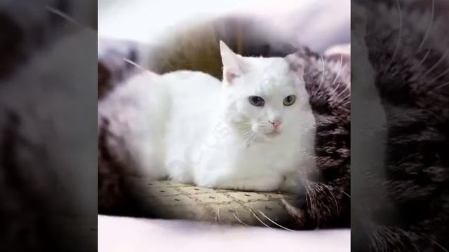 кошкам нравится лежать детская песня праздник кошек группа coty смотреть онлайн