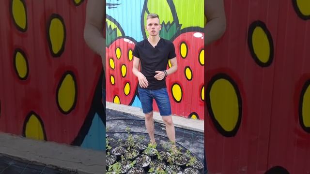 Когда пересаживать голубику осенью? смотреть онлайн