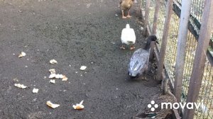 Как определить селезень или утка Индийского Бегунка