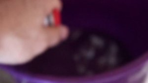 ПАРАЛИЧ У ПОРОСЯТ ИЛИ БОЛЕЗНЬ ТЕШЕНА/ЛЕЧЕНИЕ ИЛИ ВАКЦИНАЦИЯ?