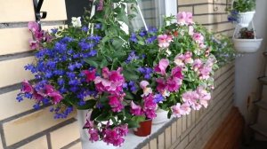 Ампельный львиный зев "Амулет".Лобелия " Хрустальный дворец".#львиныйзев