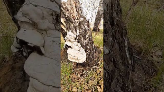 река Артынка. Муромцево. смотреть онлайн