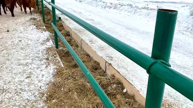 Зимняя стоянка для?КРС мясного направлениях‼️ смотреть онлайн