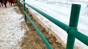 Зимняя стоянка для?КРС мясного направлениях‼️