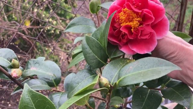 Камелии в «Деревеньке…». 27.03.2023 смотреть онлайн