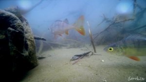 НЕРЕСТ ОКУНЯ!!! Поклевка окуня на червя! Подводная съемка