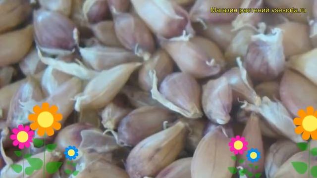 Чеснок озимый Добрыня. Краткий обзор, описание характеристик, где купить семена Dobrynia смотреть онлайн