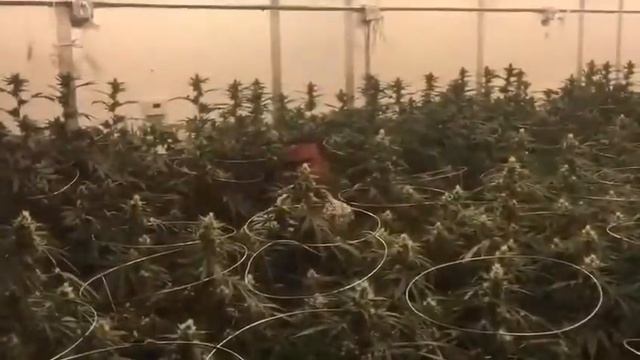 Драп смотреть онлайн